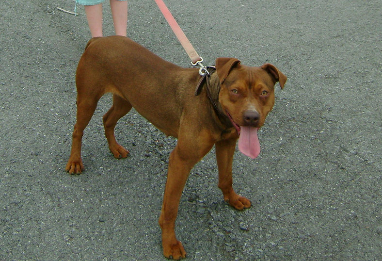 Female Red Nose Pit Bull at 2 Years Old