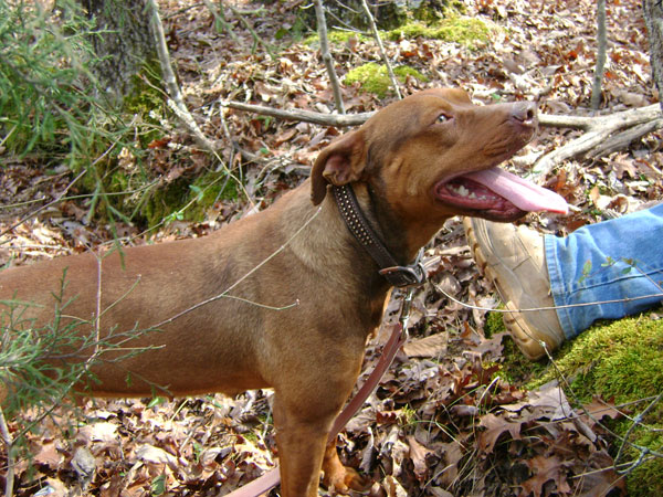 Female Red Nose Pit Bull at 2 Years Old