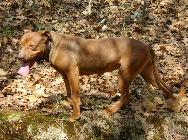 Little Ann a Female Red Nose Pit Bull