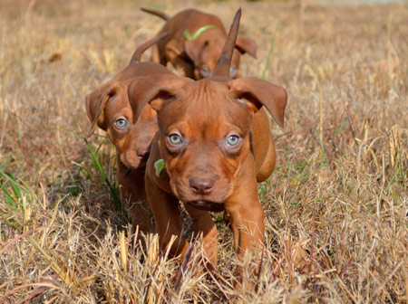 nose pitbull puppies for sale in ga pit bull breeders kennels in nose pitbull puppies for sale nose pitbull puppies for sale in ga pit bull breeders kennels in nose pitbull puppies for sale