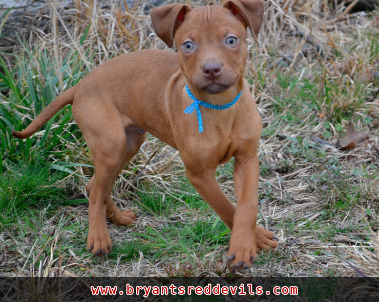 Red Nose Pit Bull Puppies for Sale, Old Family Red Nose Pit Bull Puppies for Sale near Atlanta Red Nose Pit Bull Puppies for Sale, Old Family Red Nose Pit Bull Puppies for Sale near Atlanta