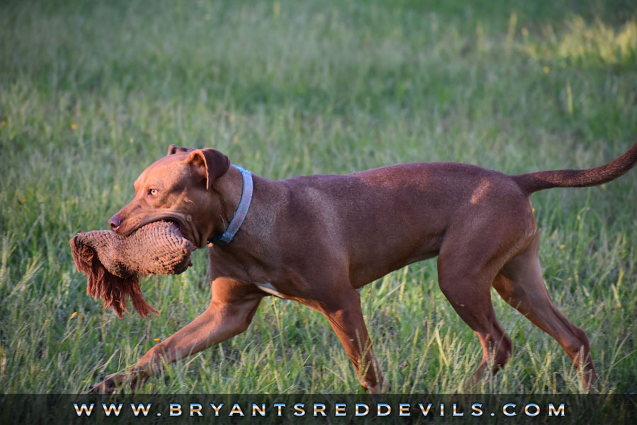 Pepper a Female Red Nose Pit Bull