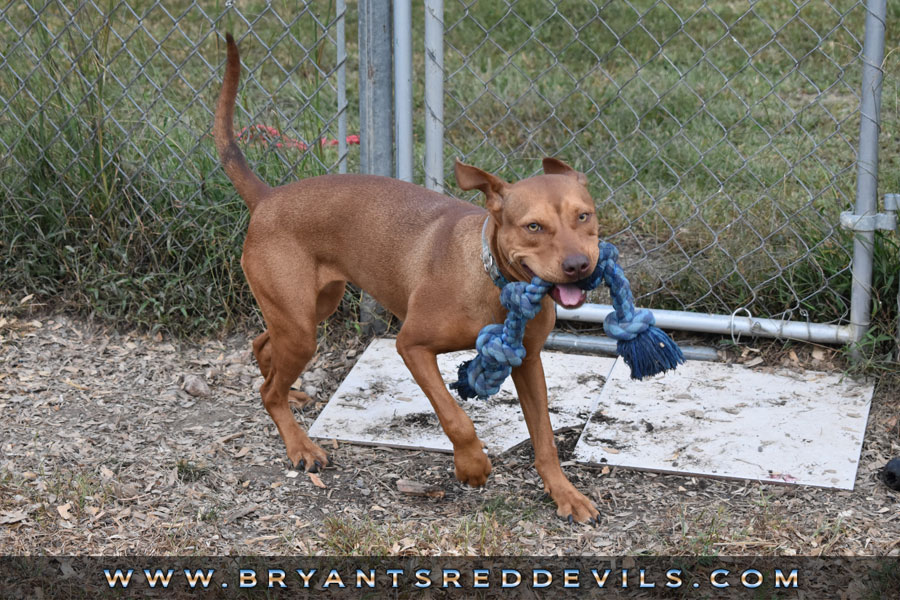 Female Old Family Red Nose Pit Bull