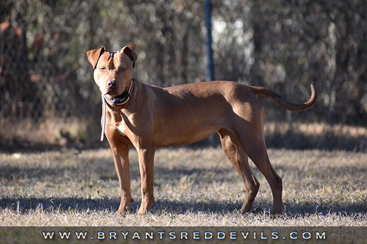 Bryant's Spicy Red Pepper Female Red Nose American Pit Bull Terrier