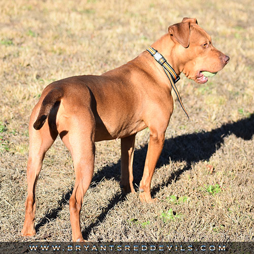 Pepper a Female Red Nose Pit Bull