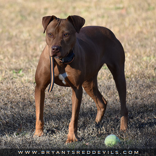 Female Old Family Red Nose Pit Bull