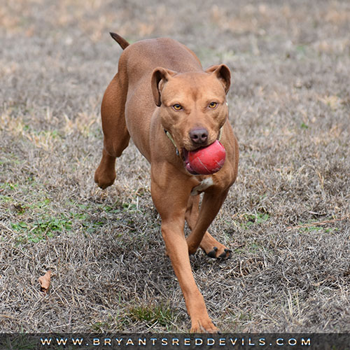 Female Old Family Red Nose Pit Bull