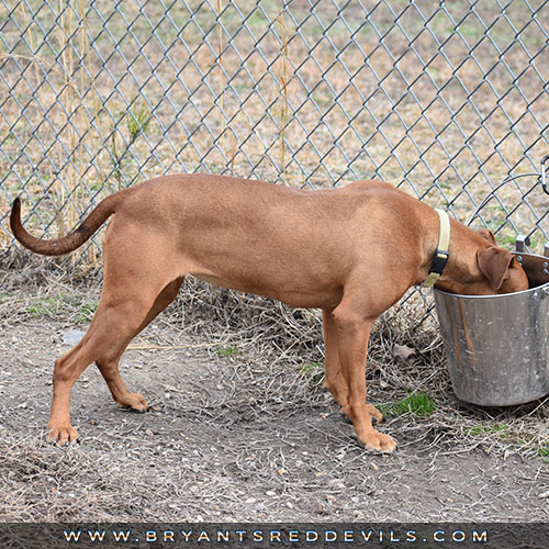 Female Old Family Red Nose Pit Bull