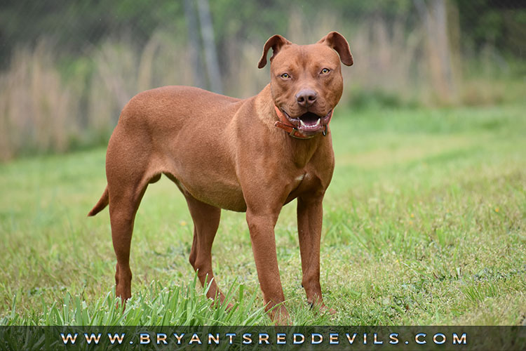 Red Nose Pitbull For Sale