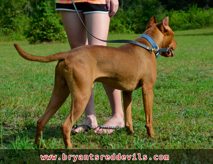 Male Red Nose Pit Bull