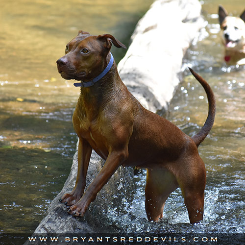 Old Family Red Nose Female