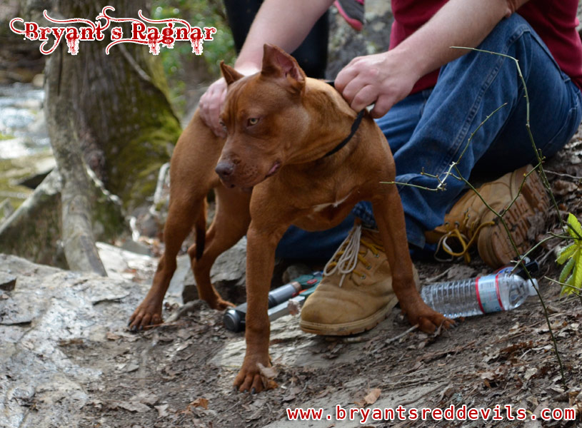 Red Nose Pit Bull