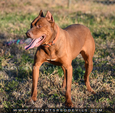 Ragnar a Male Red Nose Pit Bull