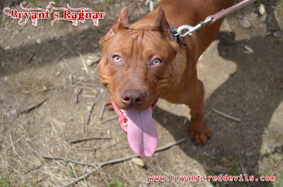 Male Old Family Red Nose Pit Bull