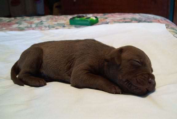 Chocolate Red Nose Pit Bull Puppy