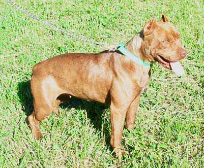 Semi a Female Red Nose Pit Bull