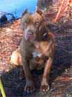 Chocolate Red Nose Pitbull