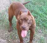 Chocolate Red Nose Pitbull