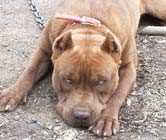 Chocolate Red Nose Pitbull