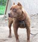 Chocolate Red Nose Pitbull