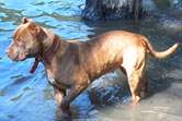 Chocolate Red Nose Pitbull