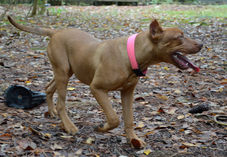 Female Old Family Red Nose Pit Bull