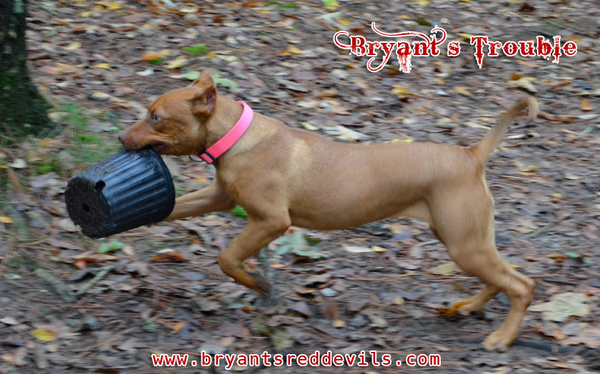 Female Old Family Red Nose Pit Bull