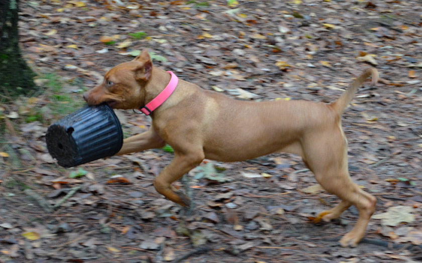 Female Old Family Red Nose Pit Bull