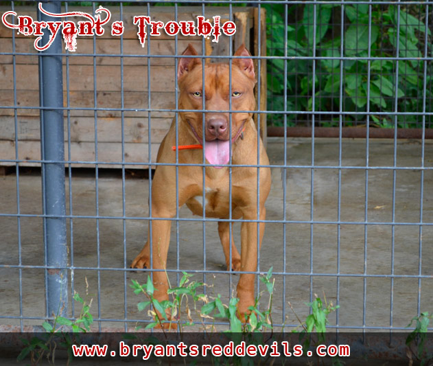 Female Red Nose American Pit Bull Terrier