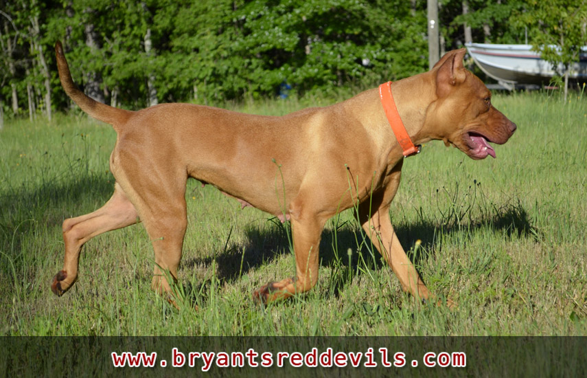 Female Old Family Red Nose Pit Bull