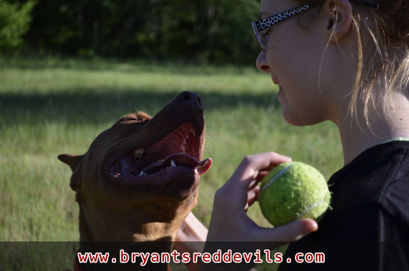 Female Old Family Red Nose Pit Bull