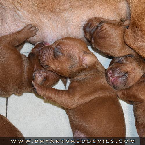 Red Nose Pit Bull Puppies for Sale