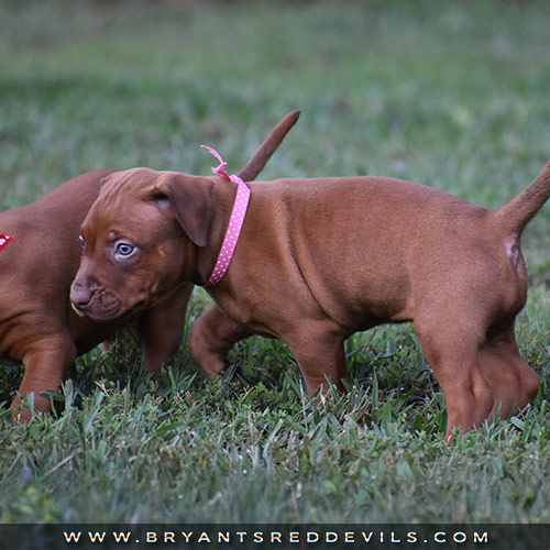 Red Nose Pit Bull Puppies For Sale