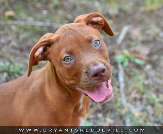 Female Old Family Red Nose Pit Bull