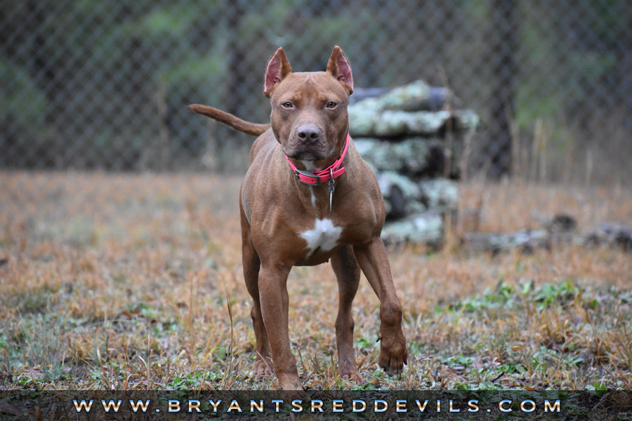 Female Old Family Red Nose Pit Bull