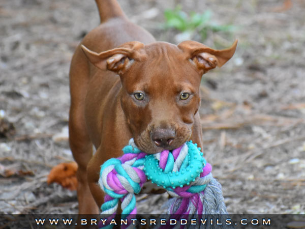 Female Old Family Red Nose Pit Bull