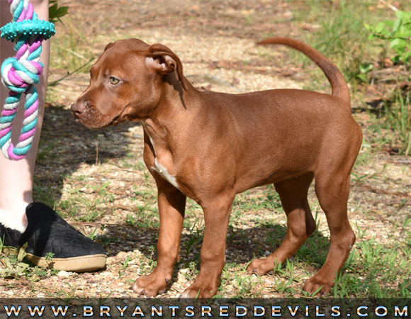 Female Old Family Red Nose Pit Bull