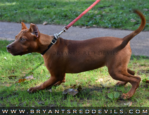 Female Old Family Red Nose Pit Bull