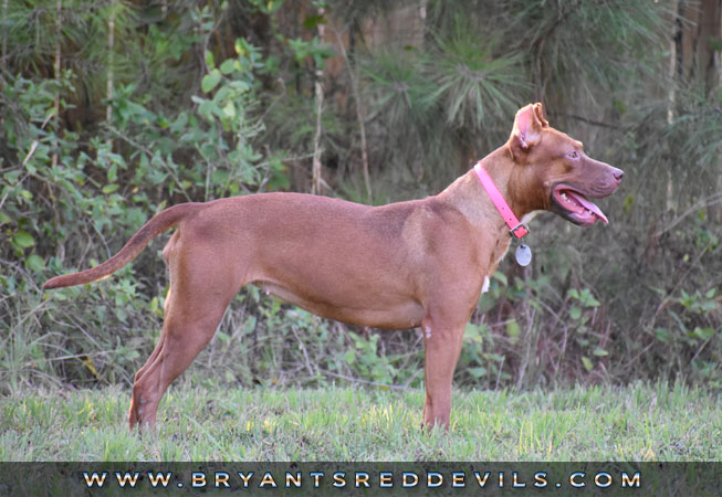 Female Old Family Red Nose Pit Bull