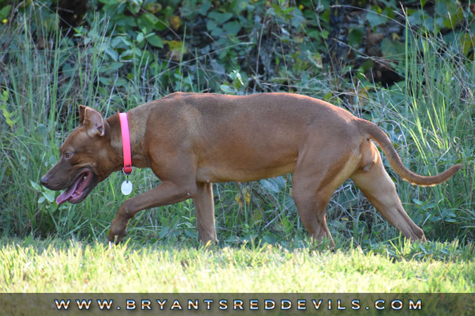 Female Old Family Red Nose Pit Bull