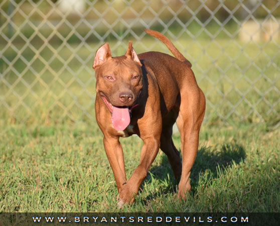 Female Red Nose American Pit Bull Terrier