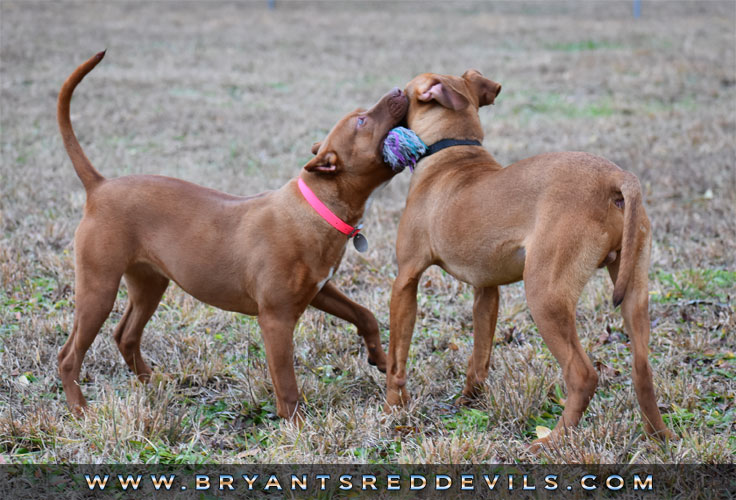 Female Old Family Red Nose Pit Bull