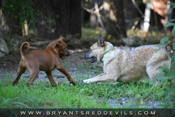 Female Old Family Red Nose Pit Bull