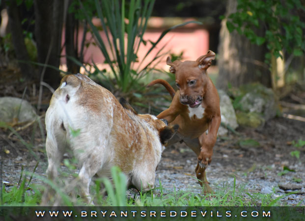 Female Old Family Red Nose Pit Bull