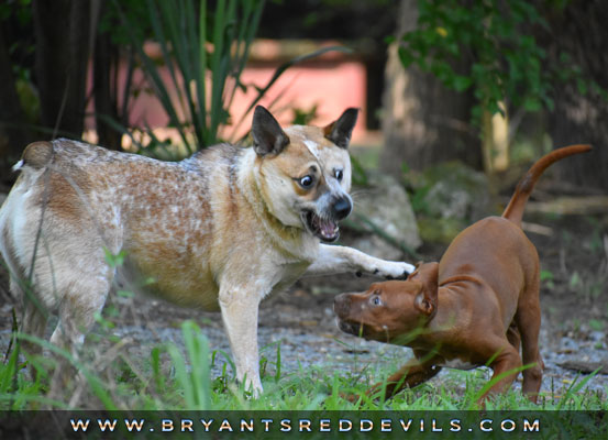 Female Old Family Red Nose Pit Bull