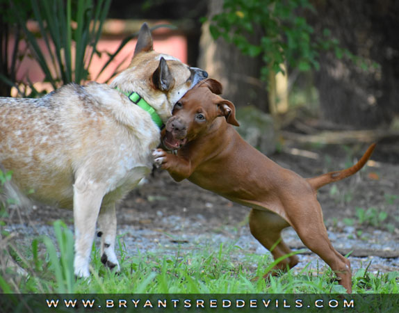 Female Old Family Red Nose Pit Bull