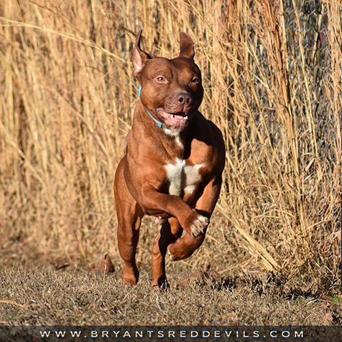 Yap a Male Red Nose Pit Bull