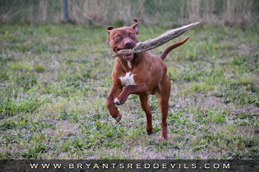 Apocalypse a Male Red Nose Pit Bull