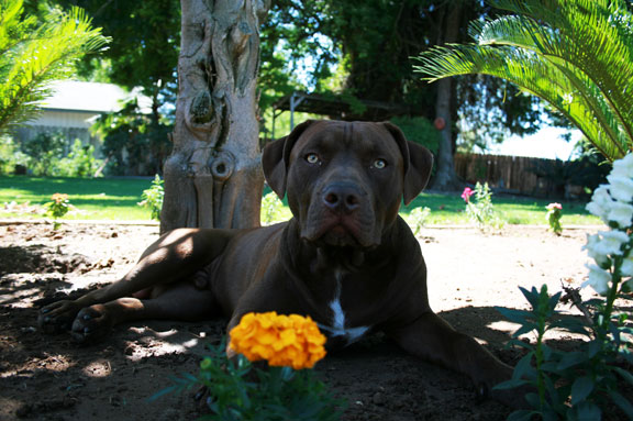 Chocolate Red Nose Pit Bull