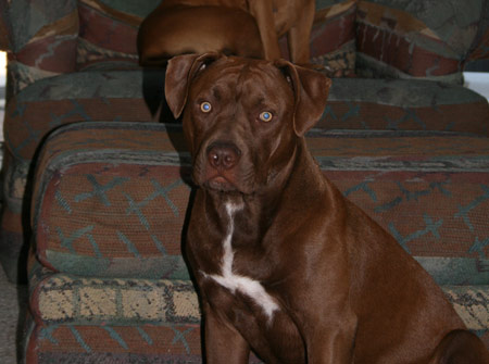 Chocolate Red Nose Pit Bull